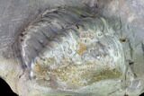 Translucent Struveaspis Trilobite - Jorf, Morocco #171558-6